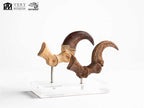 Jurassic Park ECC Elite Creature Line Statue Velociraptor Foot Claw and Fossil Claw Set 20 cm